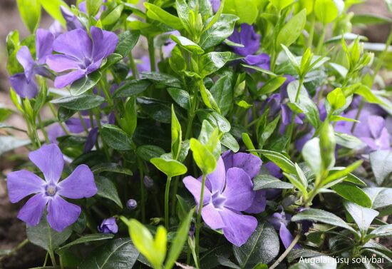 Žiemė mažoji (Vinca minor) 'Flower Power'